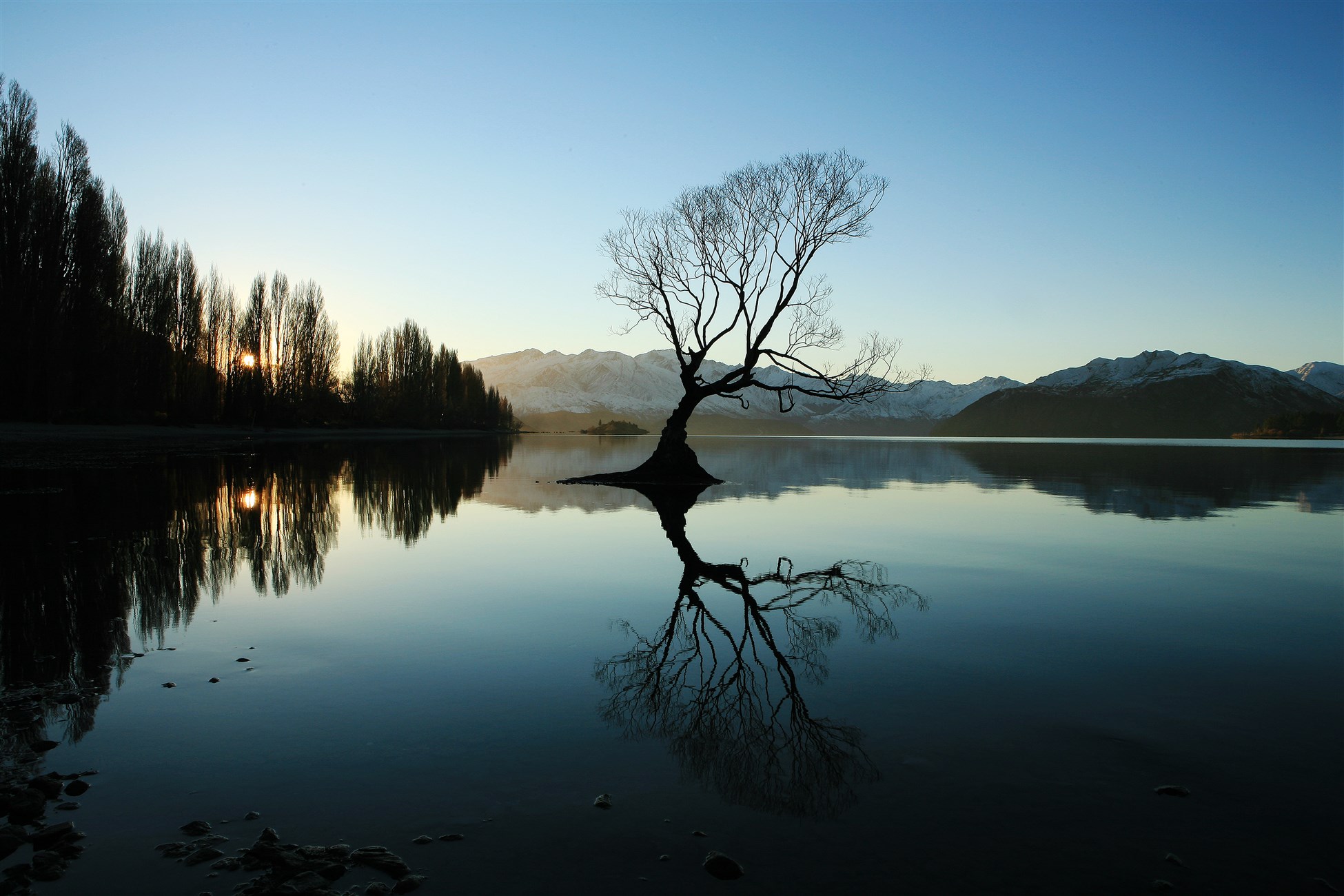 Lake Wanaka Tree In Central Otago New Zealand Discover Wanaka