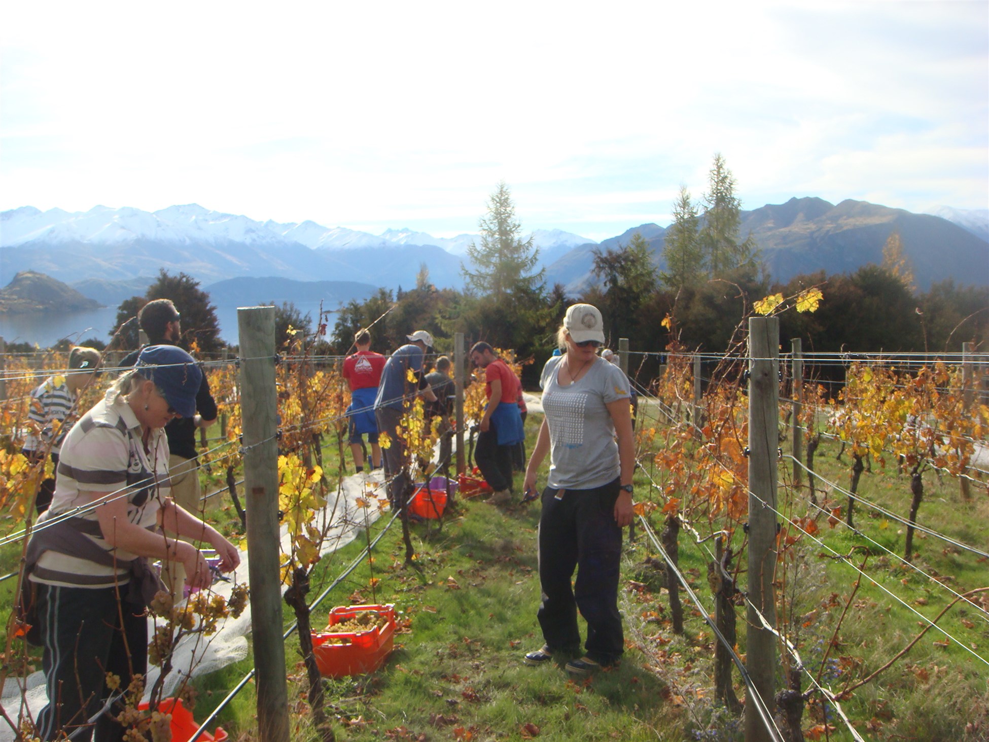 Grape picking in Central Otago