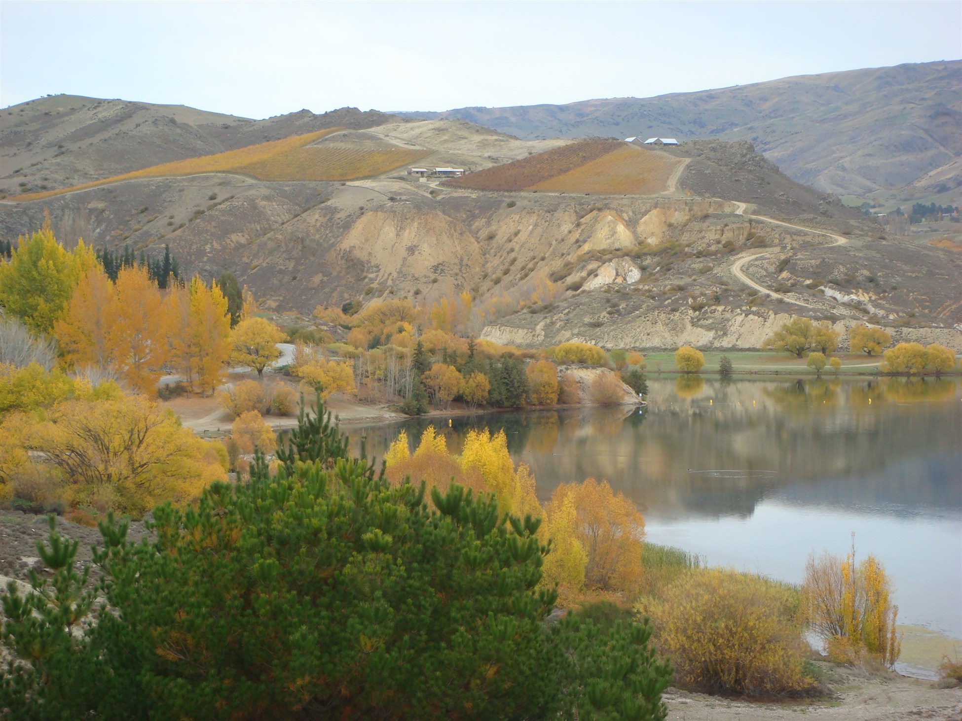 Mountain bike single track in Wanaka with Southern Guides