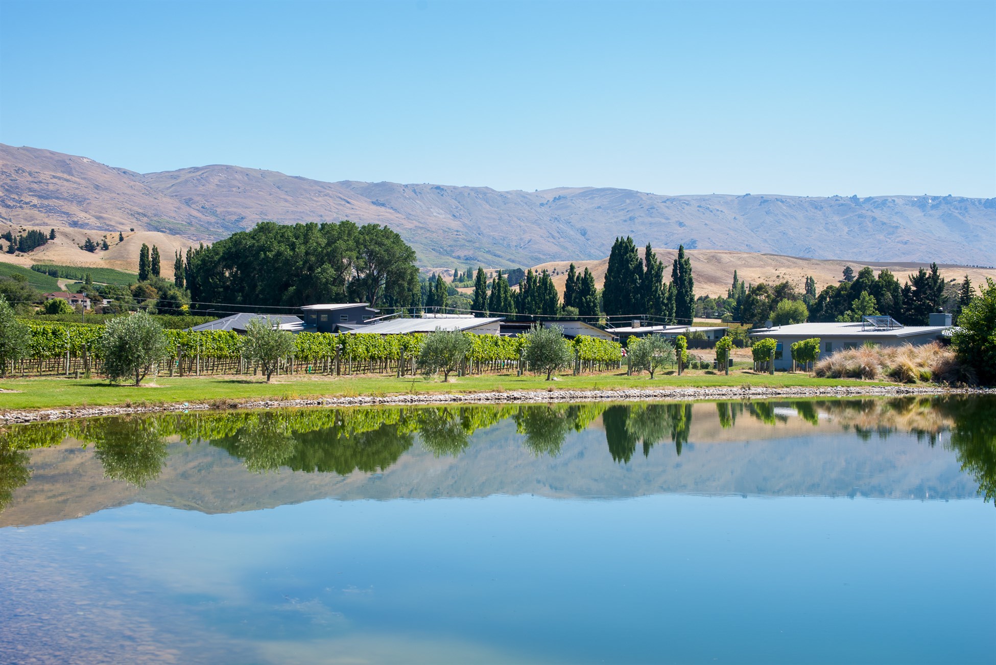 Cromwell vineyards visited while touring Central Otago vineyards with Wanaka Wine Tours