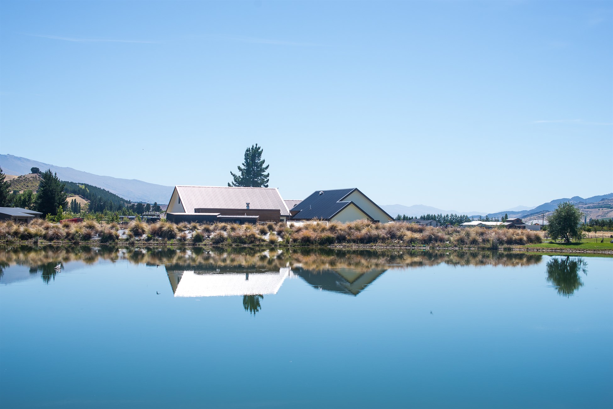 Cromwell vineyards visited while touring Central Otago vineyards with Wanaka Wine Tours