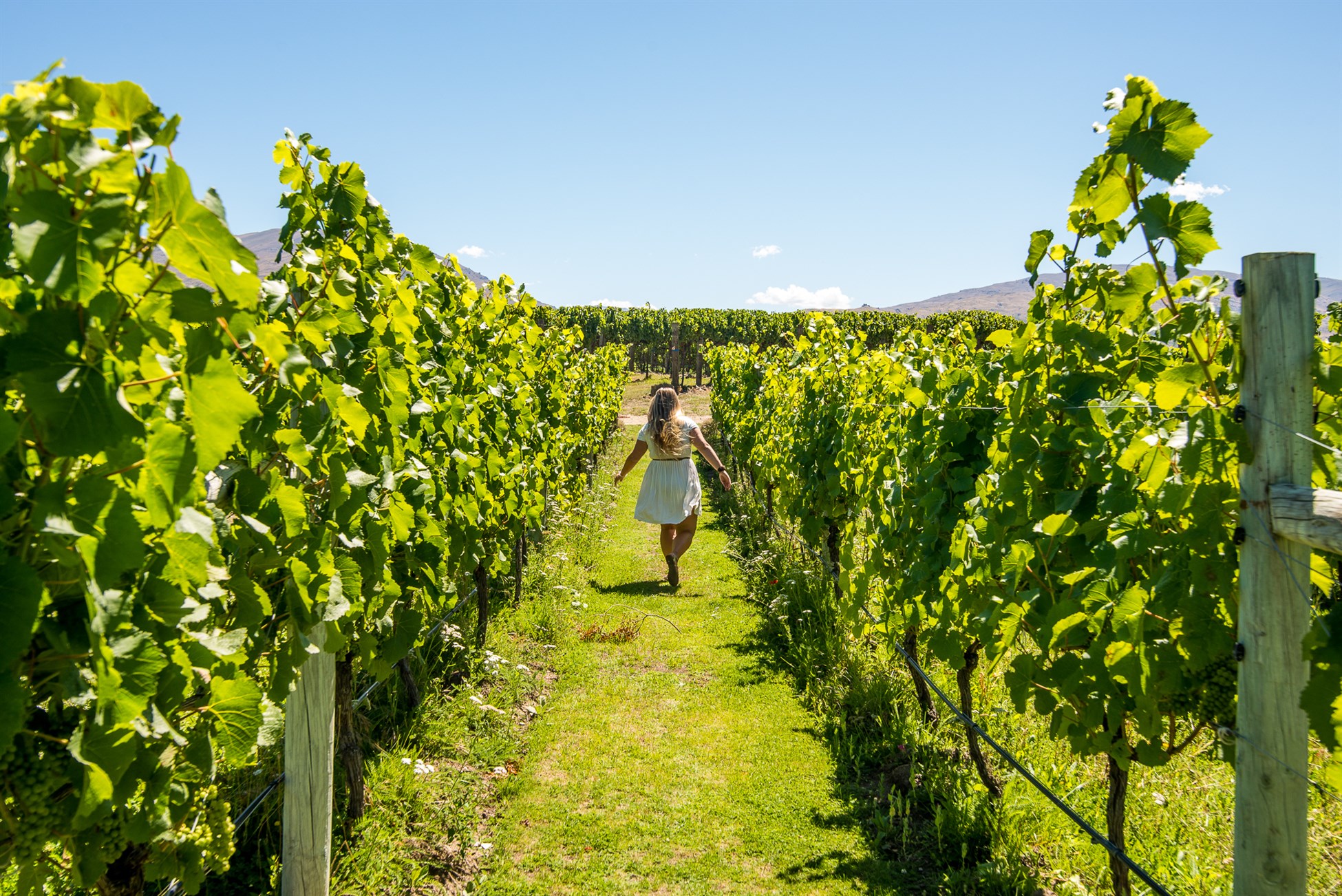 Explore Central Otago with Wanaka Wine Tours