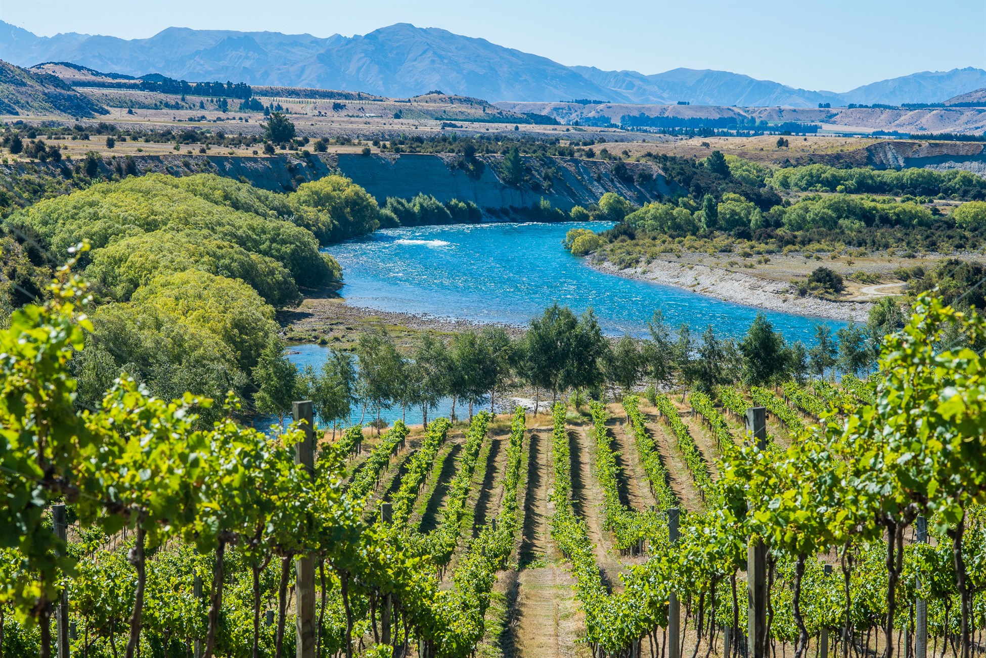 Explore Wanaka vineyards with Wanaka Wine Tours